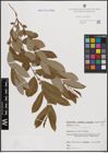 Foto von Salix cinerea L.